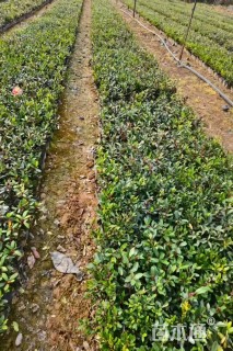 高度20厘米小叶蚊母