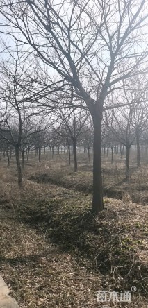18公分朴树