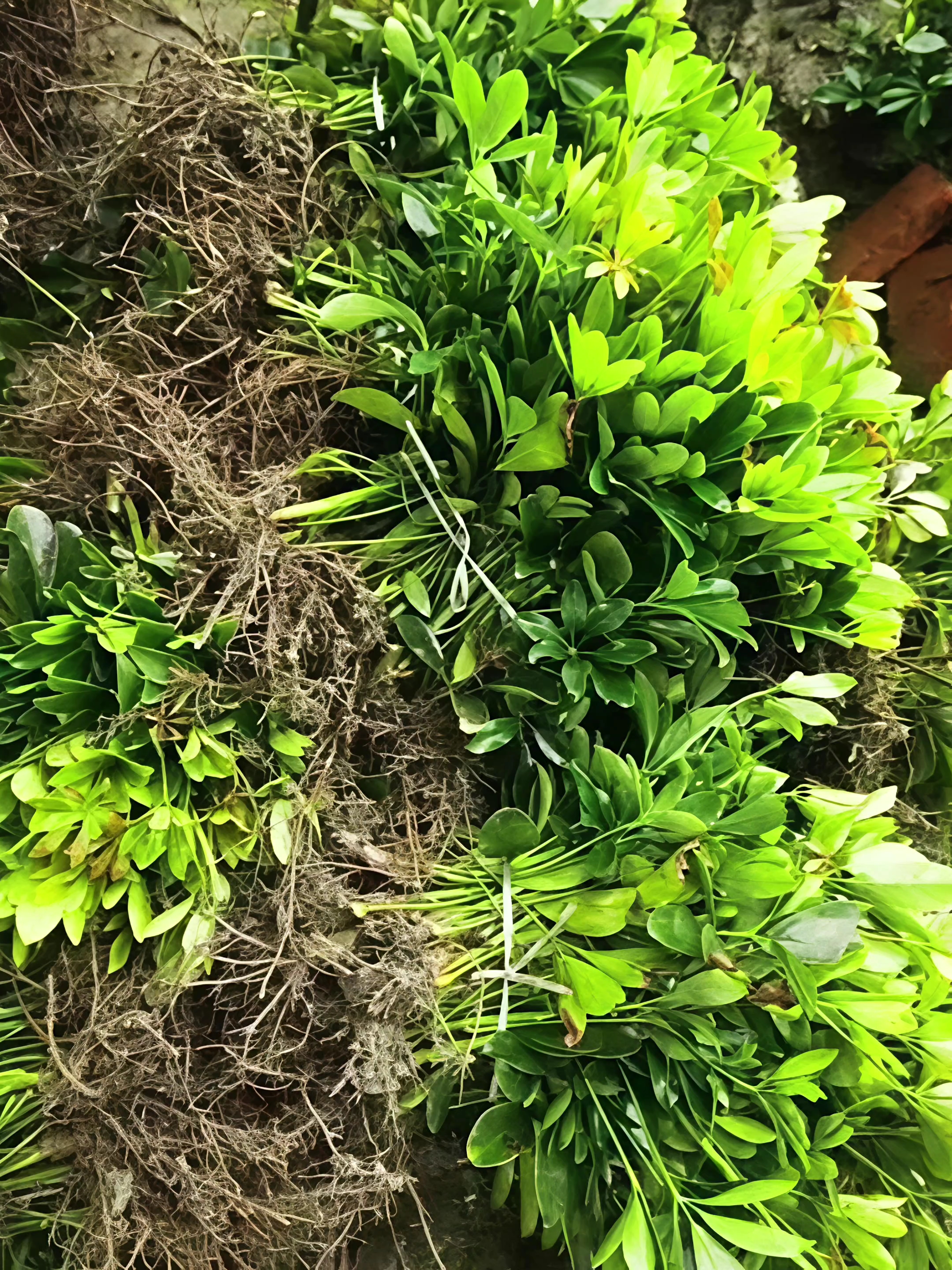 高度30厘米澳洲鸭脚木