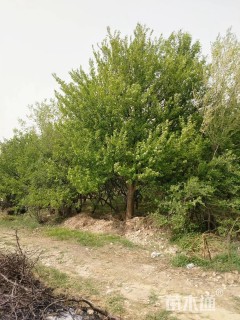 32公分八棱海棠