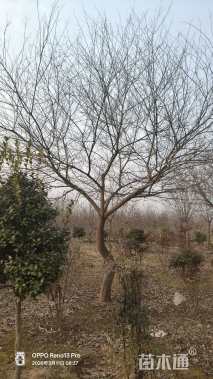 20公分造型朴树