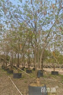 12公分黄花风铃木