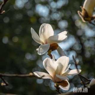 28公分白玉兰