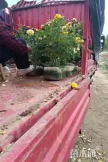 高度40厘米丰花月季