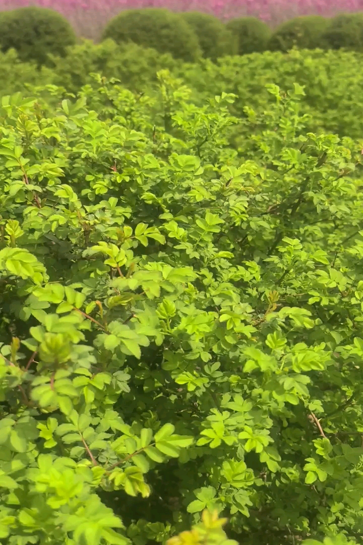 高度150厘米黄刺玫