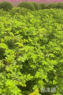 高度150厘米黄刺玫