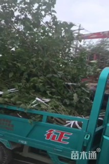 高度350厘米丛生蜡梅