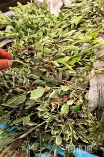 高度25厘米卫矛