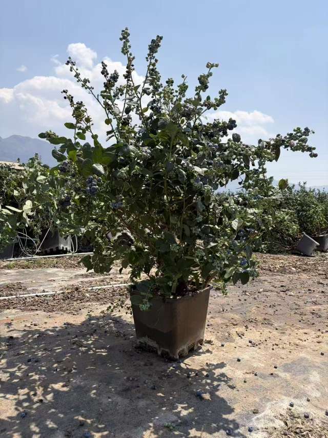 高度50厘米蓝莓