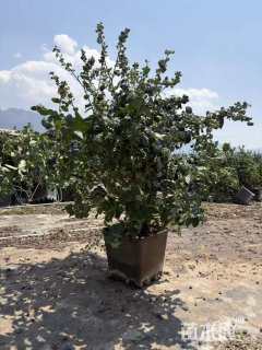 高度50厘米蓝莓