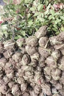 0.5公分红叶石楠