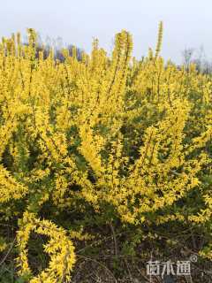 高度105厘米连翘