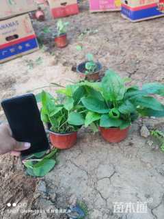 高度20厘米松果菊
