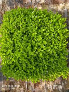 高度10厘米瞳草