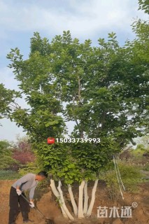 高度700厘米丛生蒙古栎