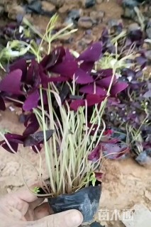 高度20厘米紫叶酢浆草