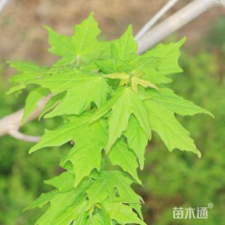 18公分自由人槭·阿姆斯特朗
