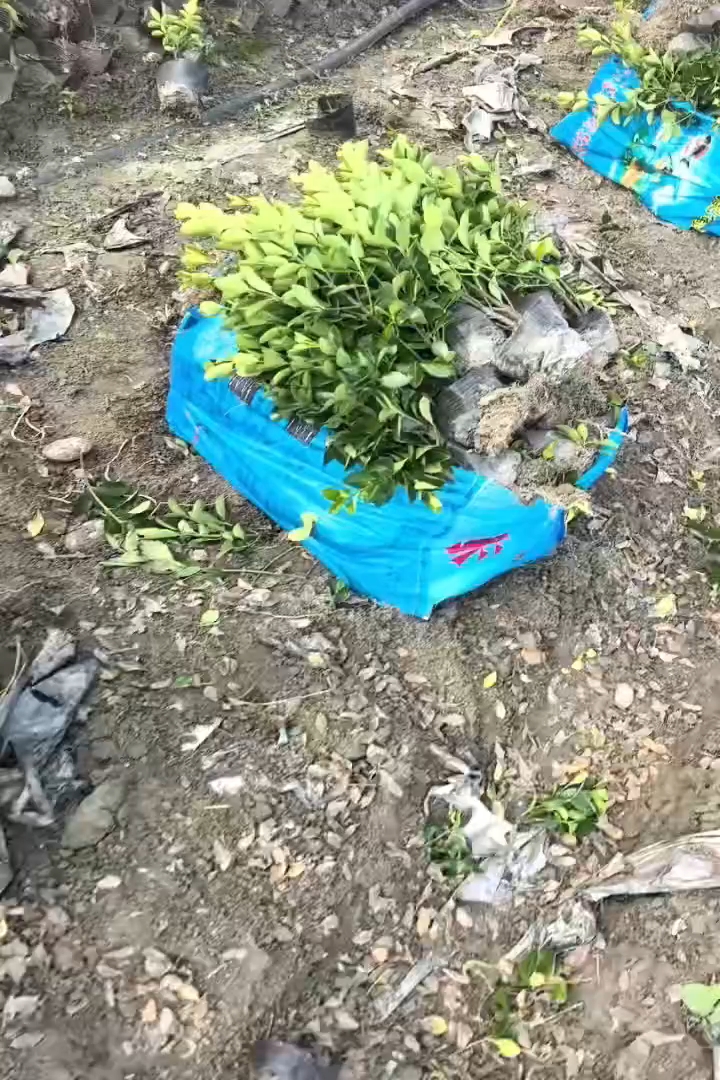 高度30厘米万年青