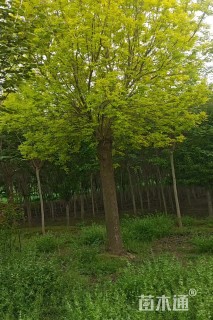 30公分金叶白蜡