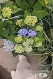 高度50厘米绣球