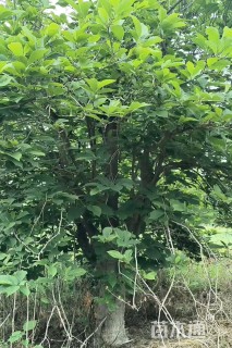 25公分红玉兰