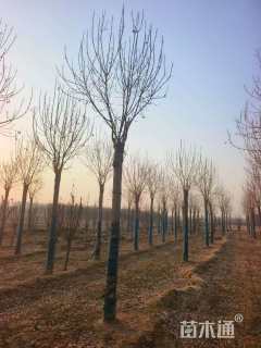 16公分金叶白蜡