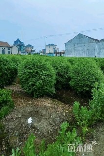 冠幅150厘米银姬小蜡球
