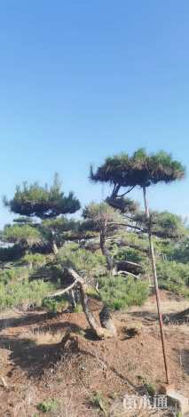 高度300厘米黑松