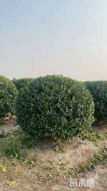 冠幅120厘米无刺枸骨球