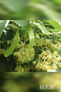 12公分糯米椴
