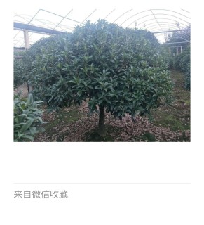 8公分桂花