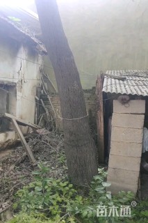 30公分杜仲