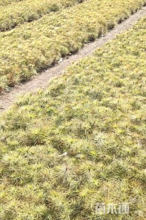 高度10厘米油松小苗