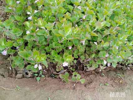 高度20厘米连线草