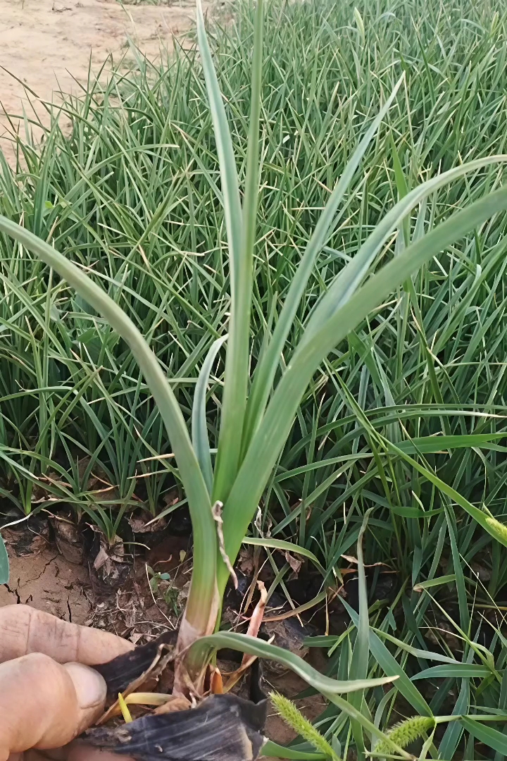 高度20厘米火炬花