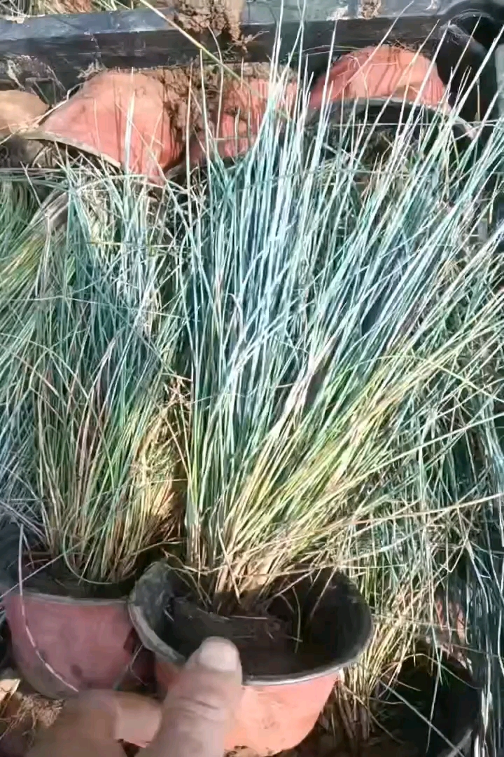 容器苗蓝羊茅