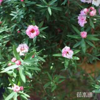 高度100厘米澳洲茶