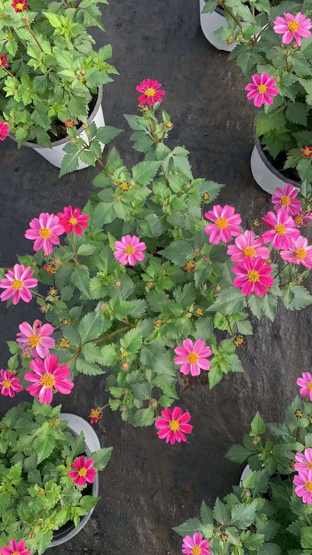 高度30厘米鬼针草