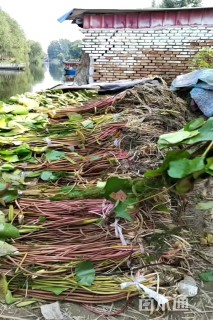 高度50厘米睡莲