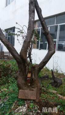 高度300厘米含笑