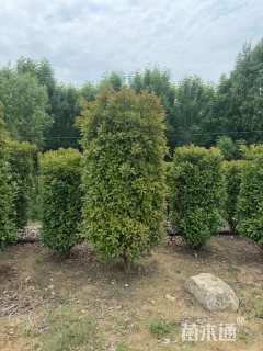 高度300厘米大叶黄杨柱