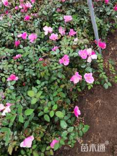 高度50厘米丰花月季