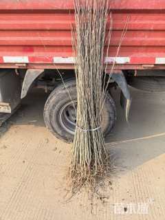 高度100厘米木槿