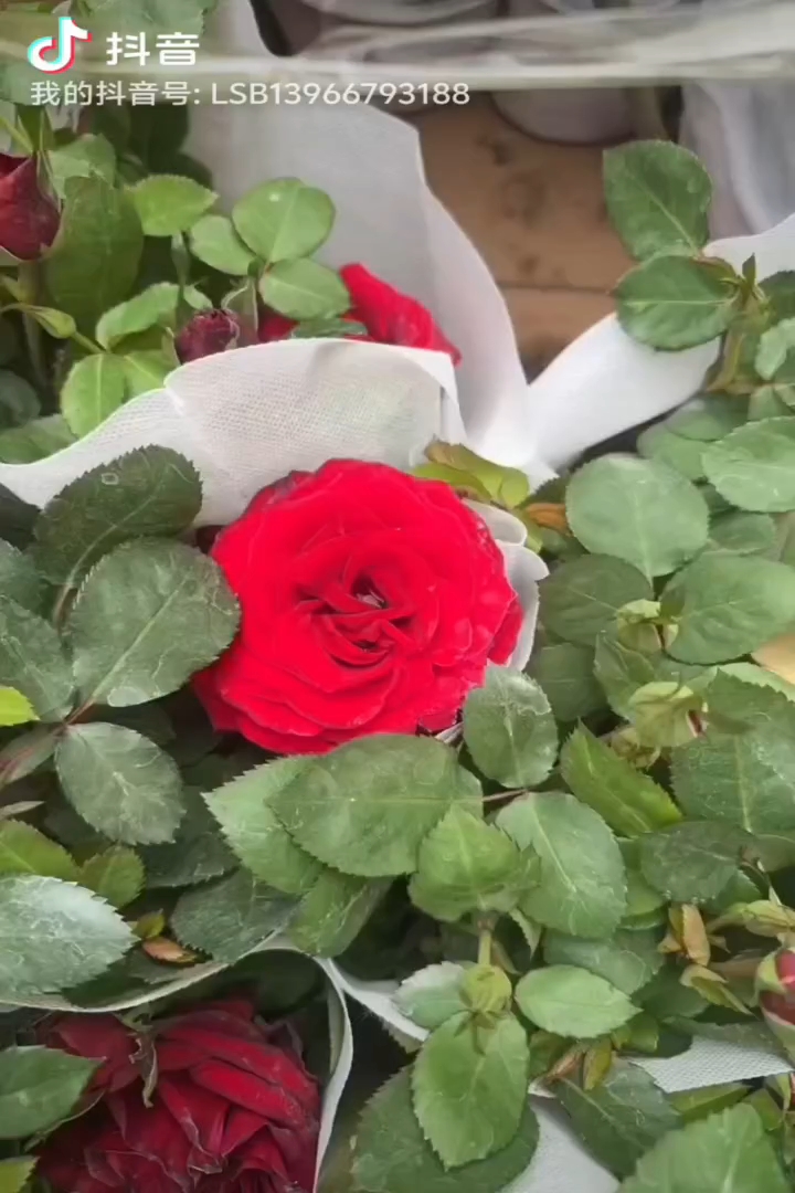高度30厘米玫瑰