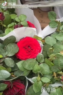 高度30厘米玫瑰