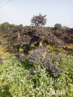 10公分造型红花继木桩