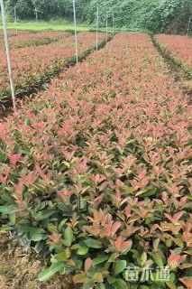 高度25厘米红叶石楠大杯苗