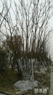 35公分丛生黄连木