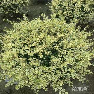 冠幅80厘米金姬小蜡球