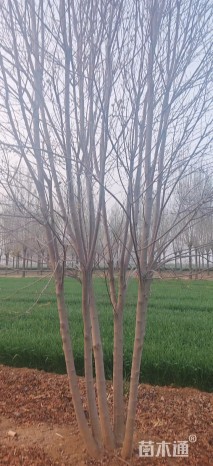 高度700厘米(6杆)丛生红